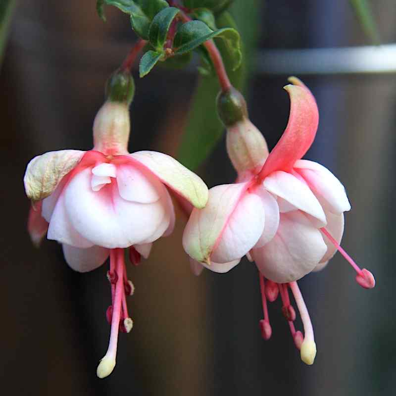 Fuchsia Harry Gray