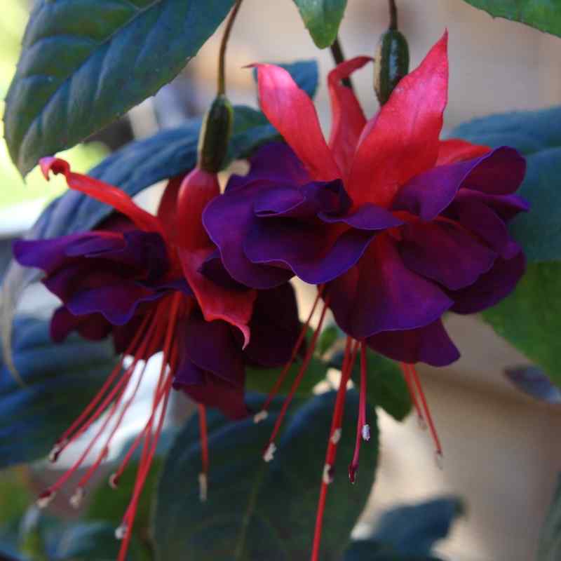 Fuchsia Indian Maid