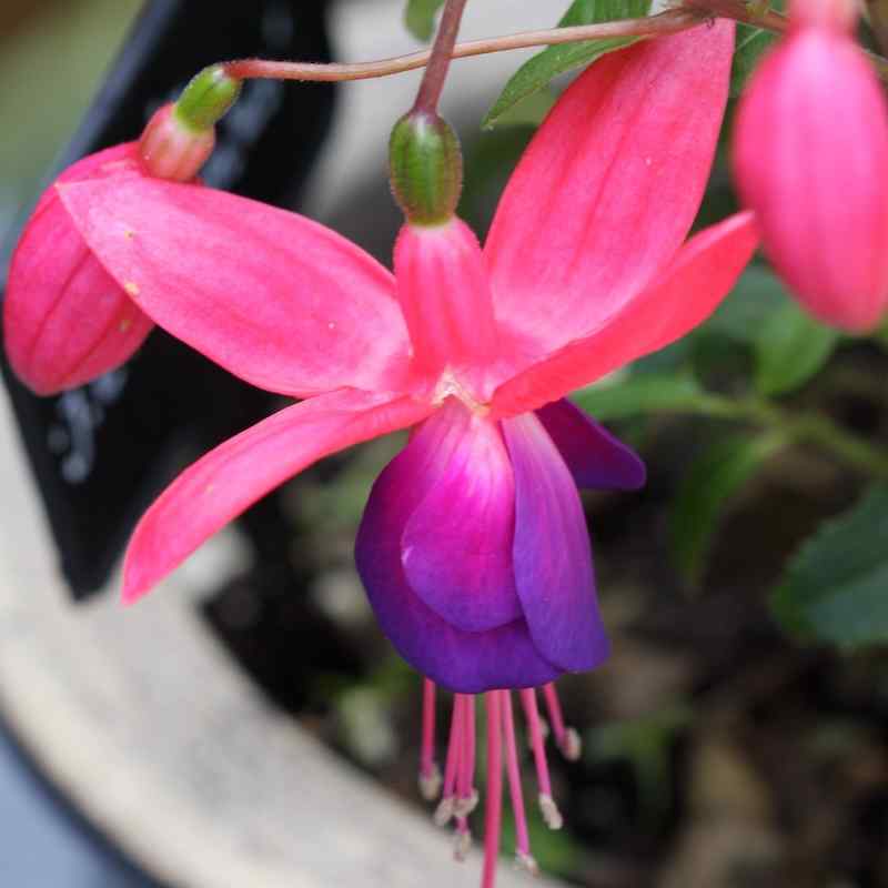 Fuchsia J C Hendricks