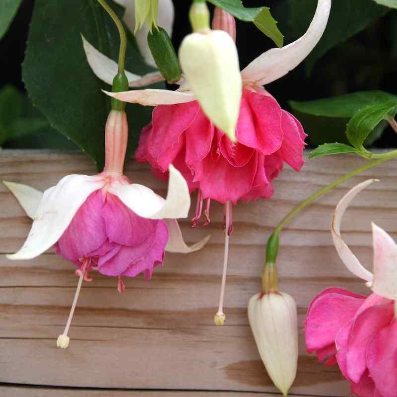 Fuchsia Jean Dawes