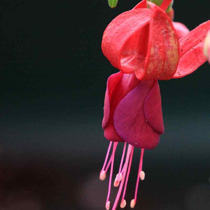 Fuchsia Jim Muncaster