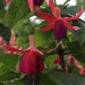 Fuchsia King George