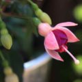 Fuchsia Krommenie