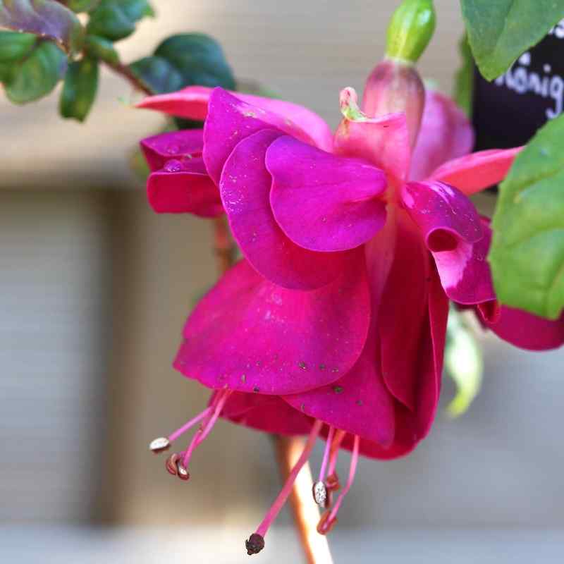 Fuchsia Königin der Nacht