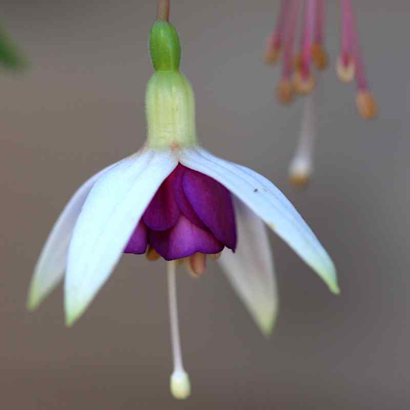 Fuchsia La Campanella