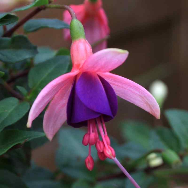 Fuchsia Lambada