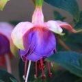 Fuchsia Lena Dalton