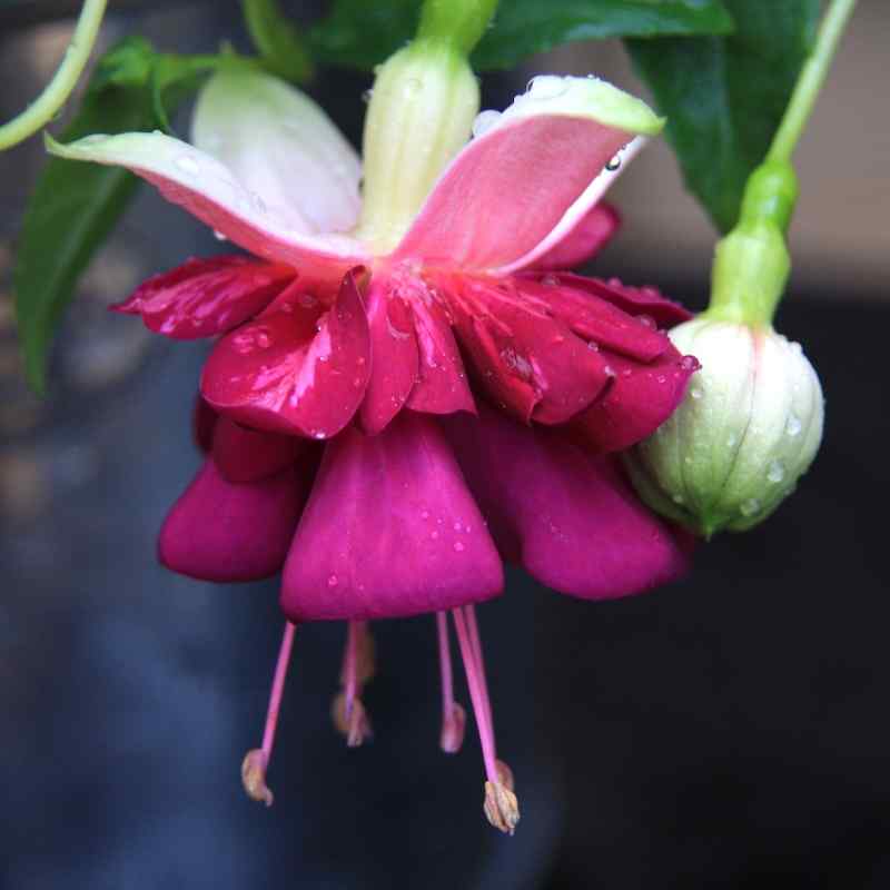 Fuchsia Lena