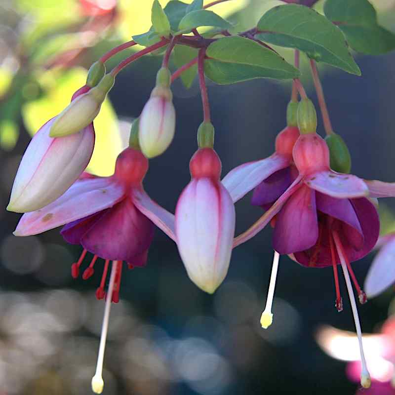 Fuchsia Lindisfarne