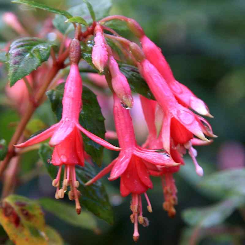 Fuchsia Loxhore Mazurka