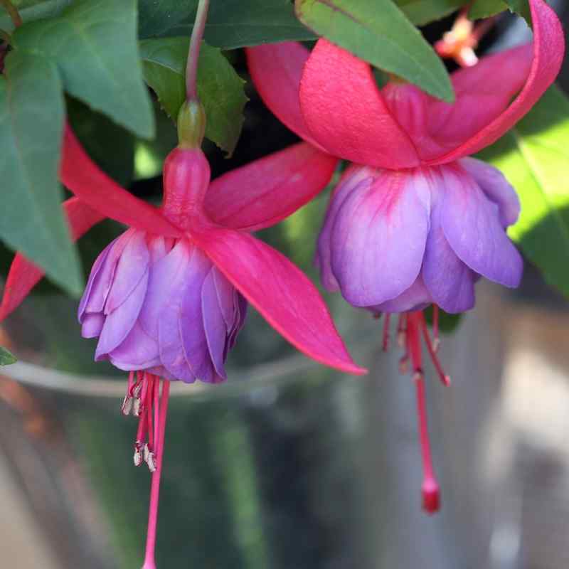 Fuchsia Madeleine Sweeney