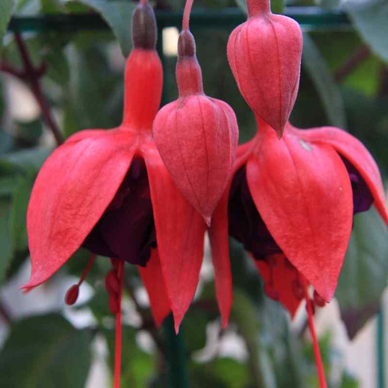 Fuchsia Maori Maid