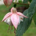 Fuchsia Margharita