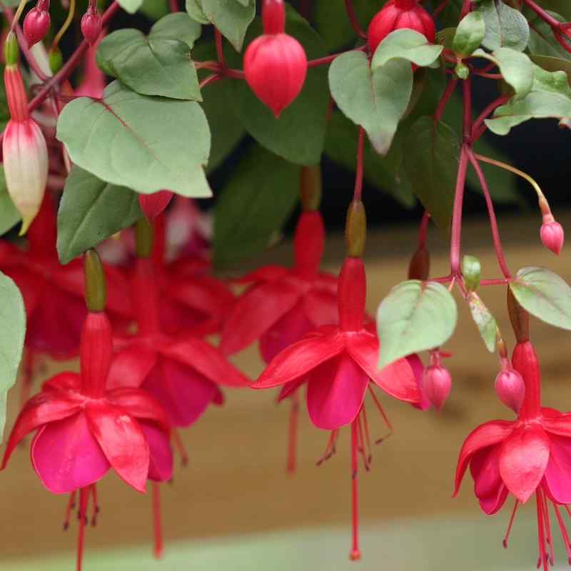 Fuchsia Marinka