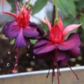 Fuchsia Maxima