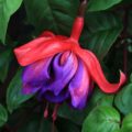 Fuchsia Millennium