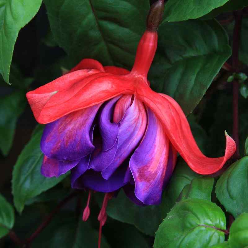 Fuchsia Millennium