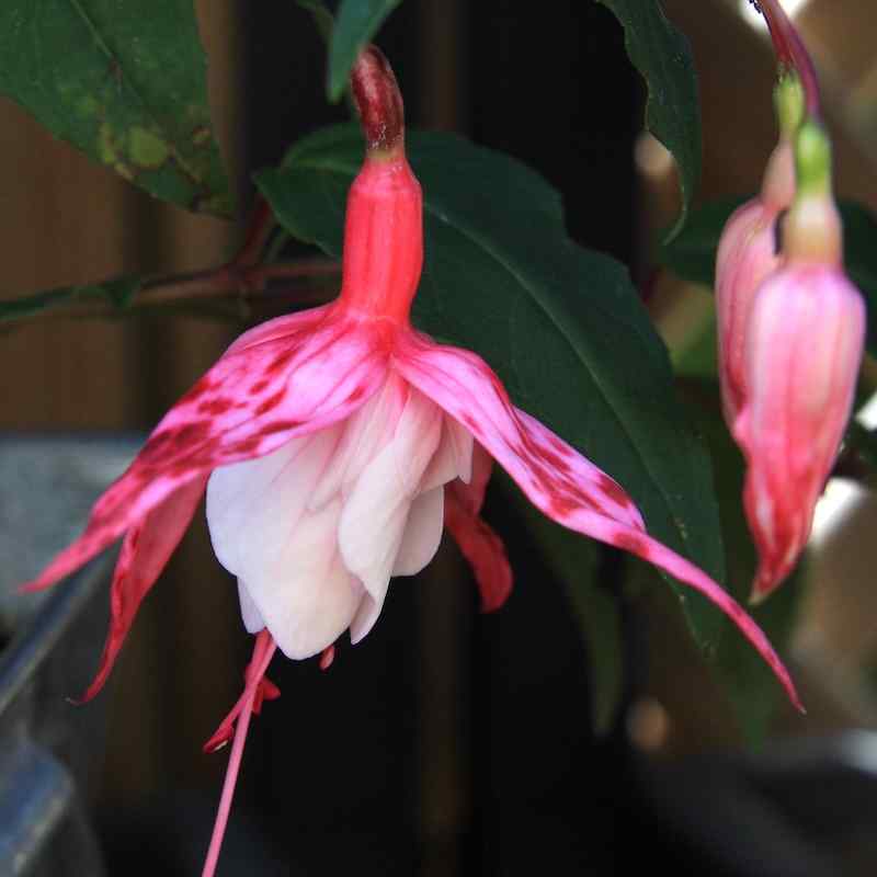 Fuchsia Miss California