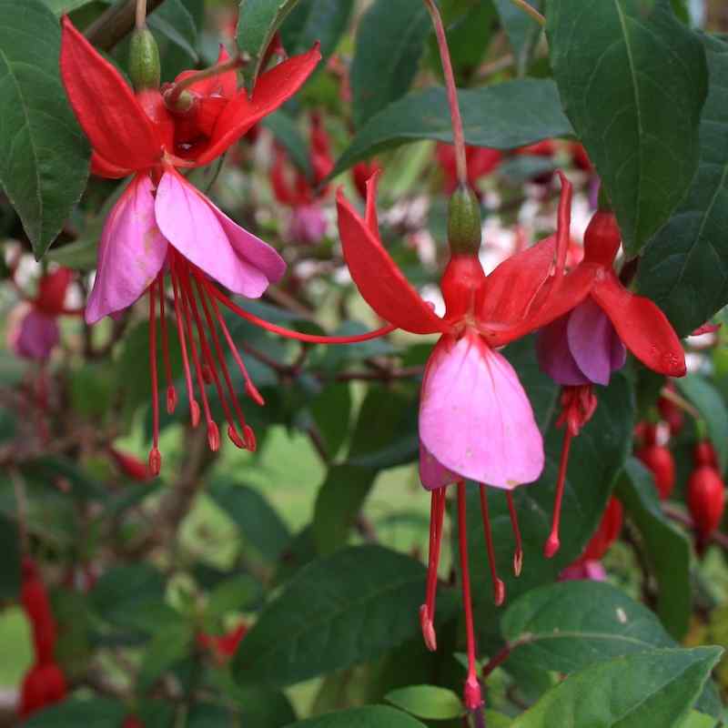 Fuchsia Nicola Jane