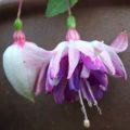 Fuchsia Nightingale