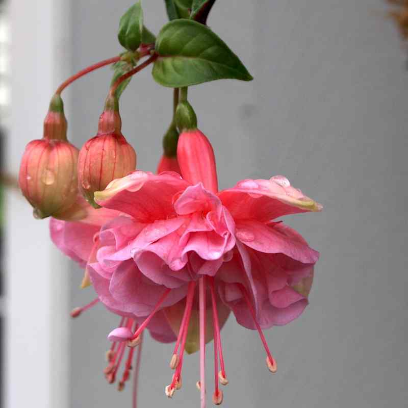 Fuchsia Old Rose