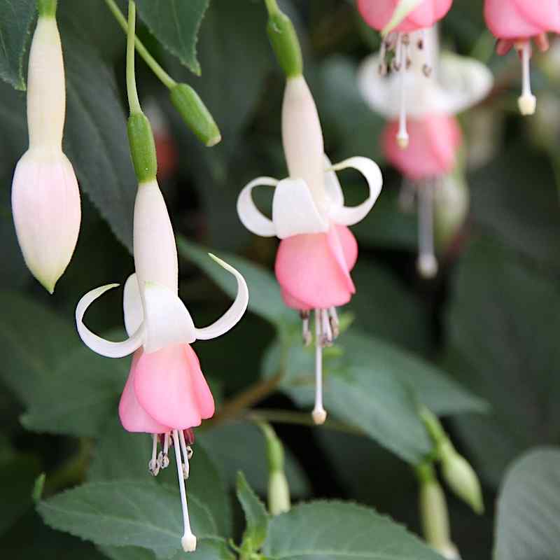 Fuchsia Other Fellow