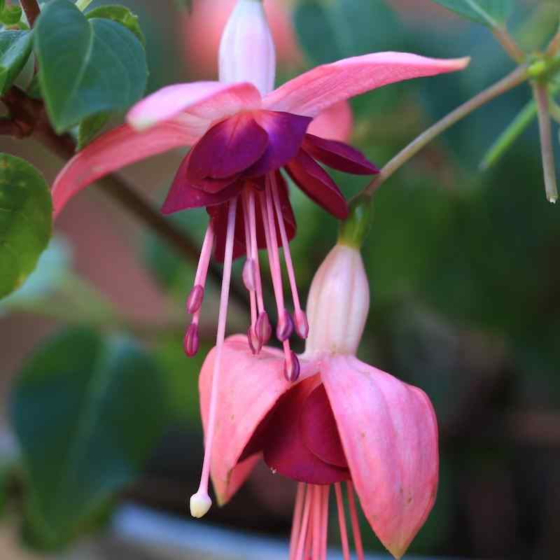 Fuchsia Paula Jane