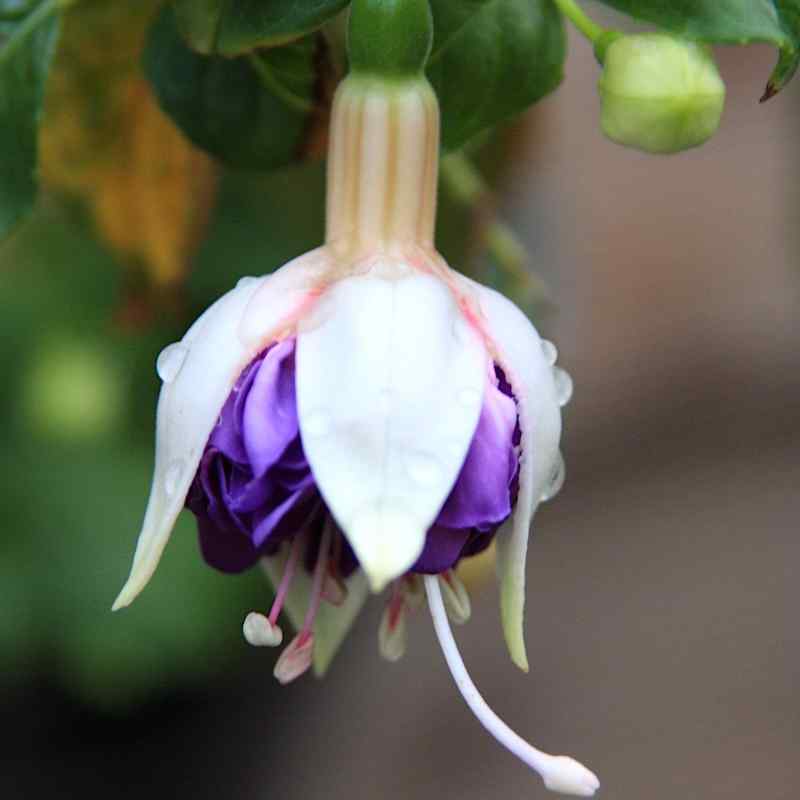 Fuchsia Pinto de Blue