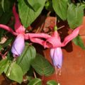 Fuchsia Plumpudding