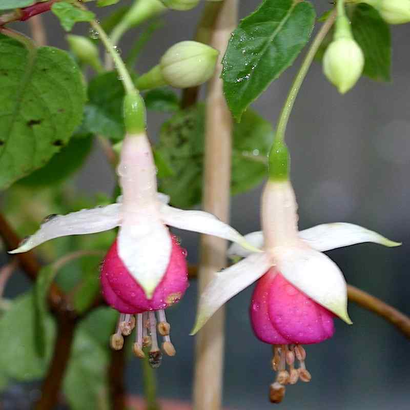 Fuchsia Postiljon