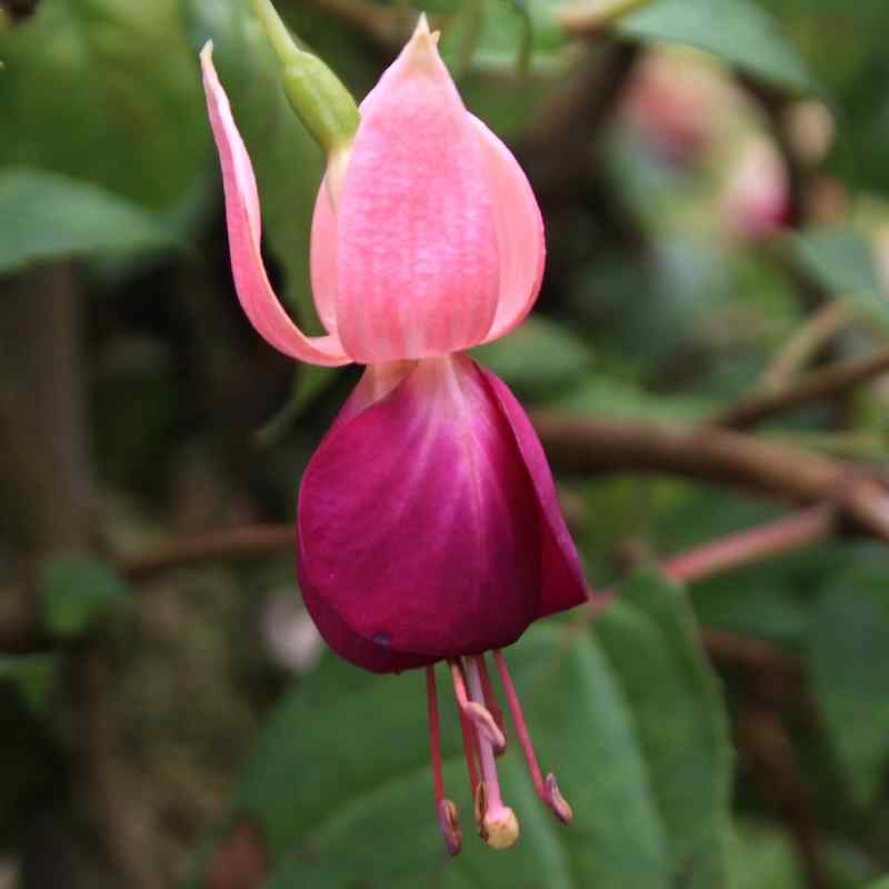 Fuchsia Provocst