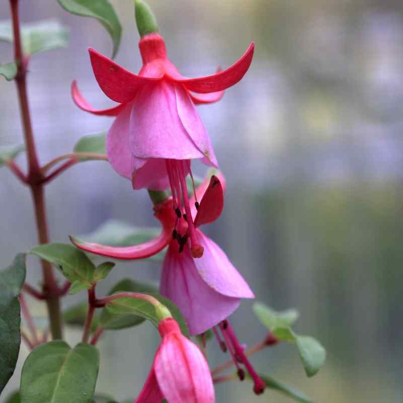 Fuchsia Raspberry Cooler