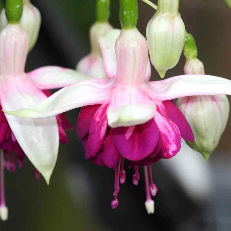 Fuchsia Ratatouille