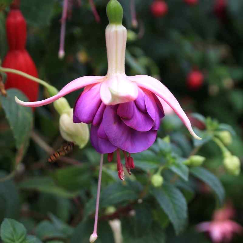 Fuchsia Remus