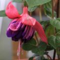 Fuchsia Rocket Fire