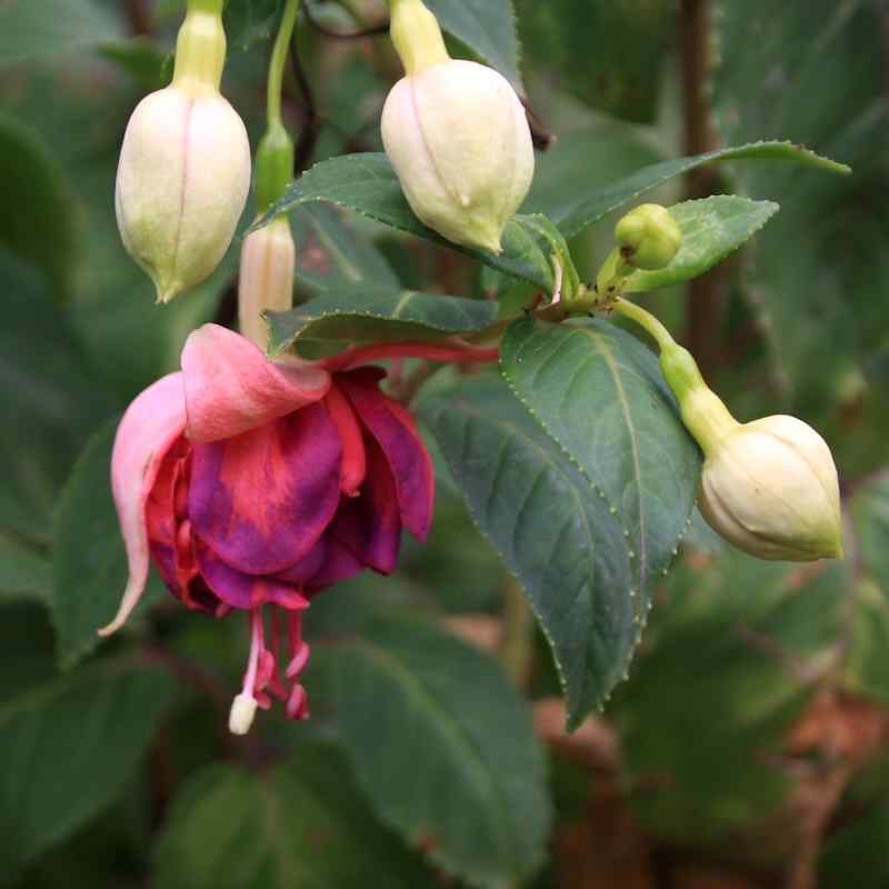 Fuchsia Roesse Tricolor