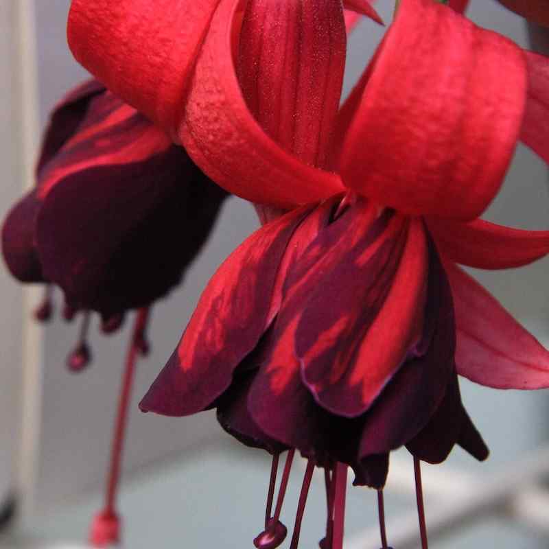 Fuchsia ‘Rohees Denebola’