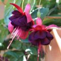 Fuchsia Rohees New Millennium