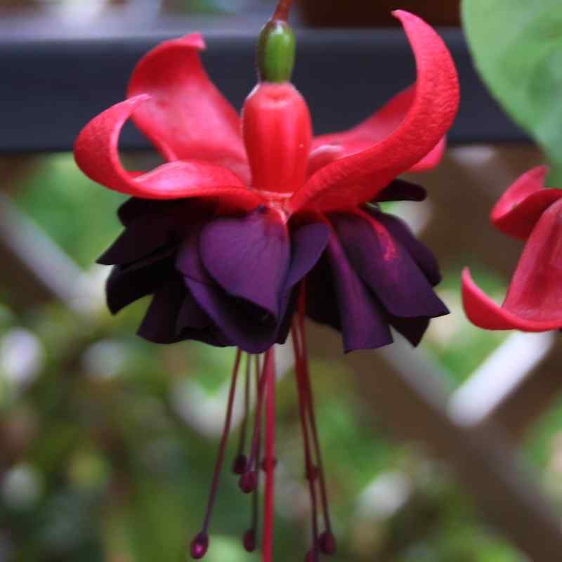 Fuchsia ‘Rohees Queen’