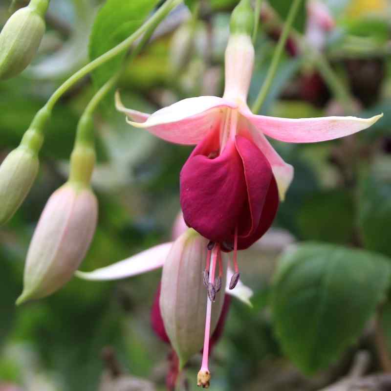 Fuchsia Rose of Castile