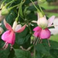 Fuchsia Rose of Denmark