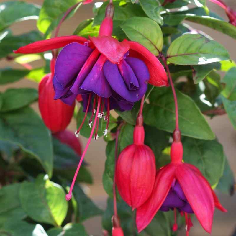 Fuchsia ‘Royal Velvet’