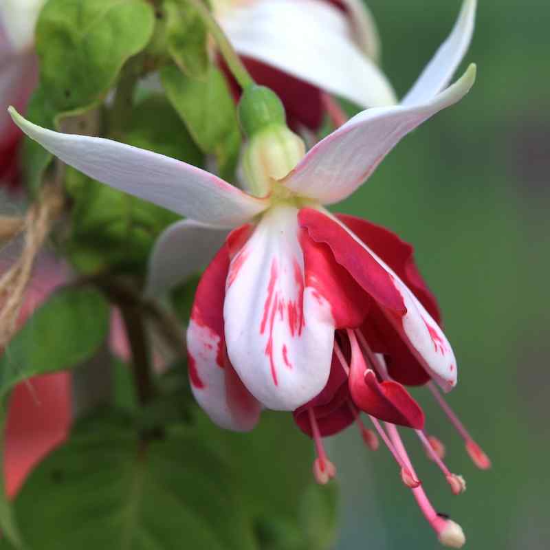 Fuchsia ‘Satellite’