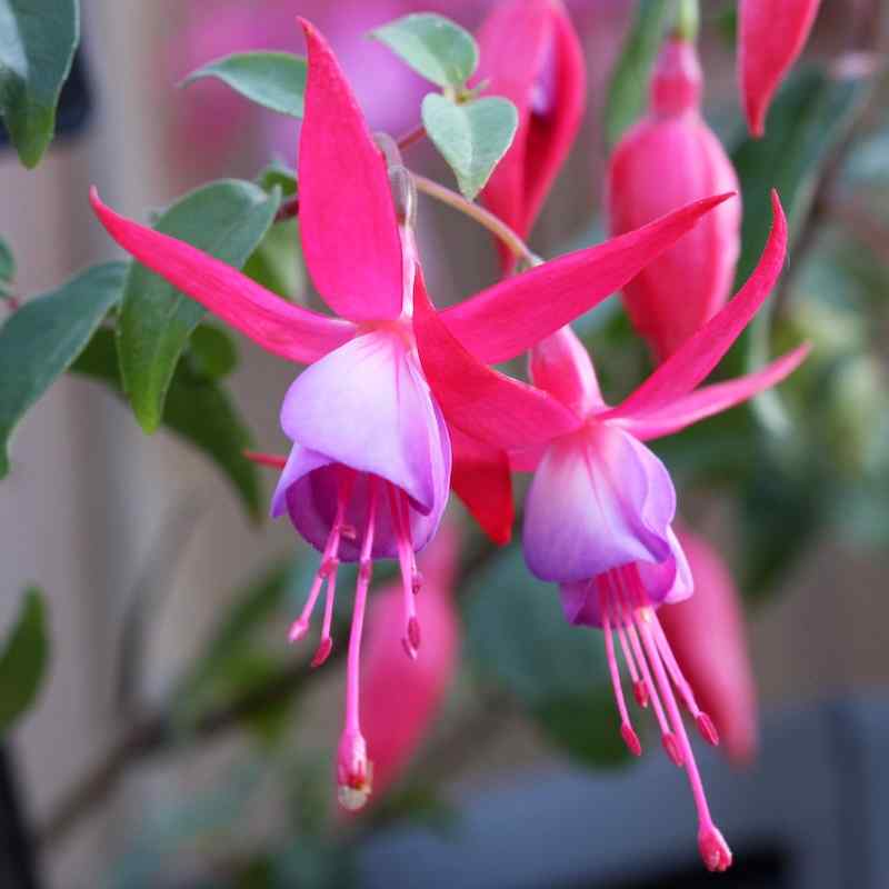 Fuchsia Saturnus