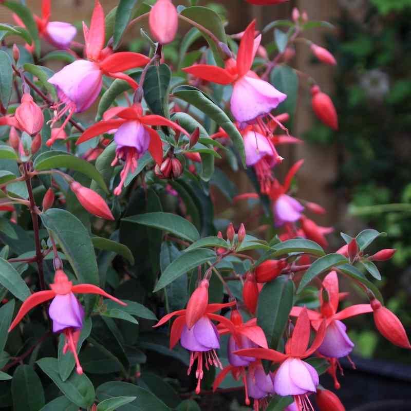 Fuchsia Saturnus