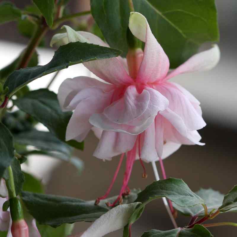 Fuchsia Sea Shell