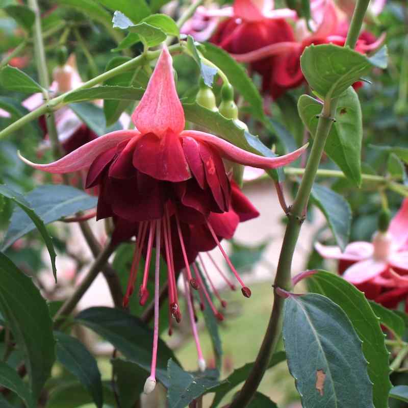 Fuchsia ‘Showtime’