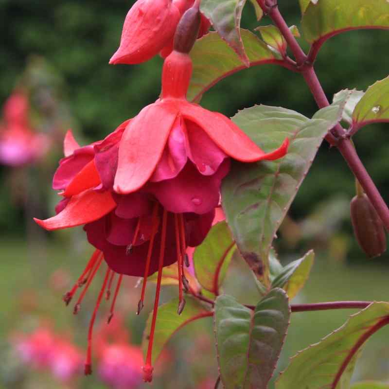 Fuchsia Stad Elburg