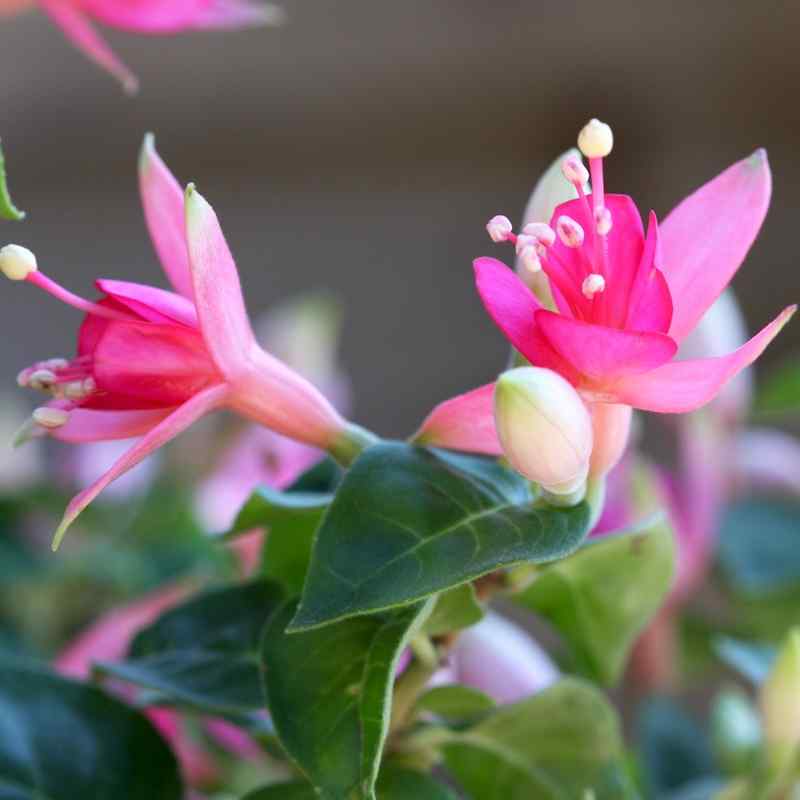 Fuchsia Waltz Jubelteen