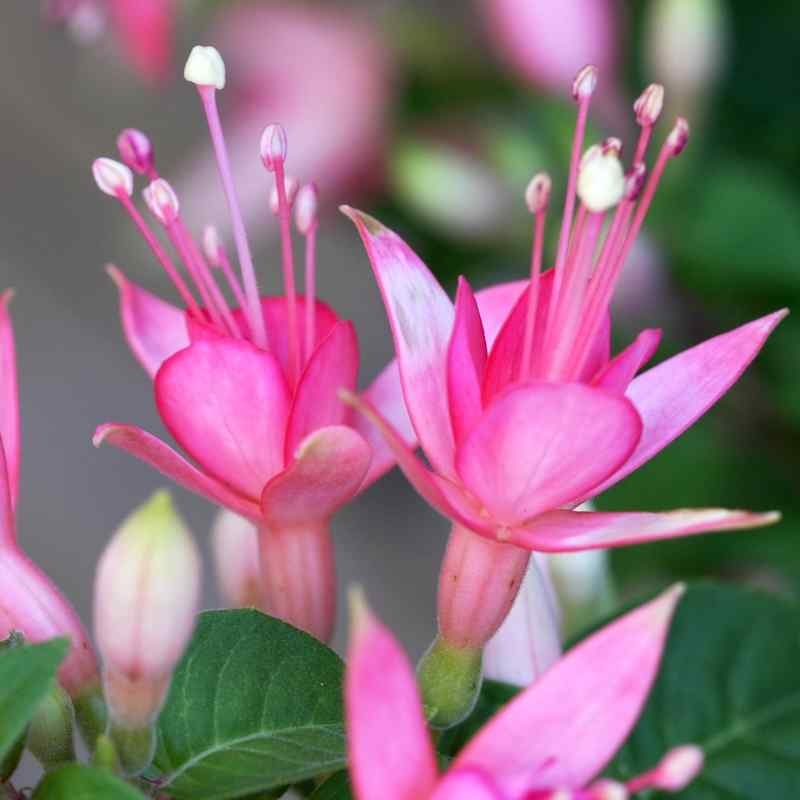 Fuchsia Waltz Jubelteen